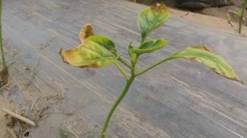 鸡粪发酵不完全，将会造成这种伤害，有这种状况的一定要当心了
