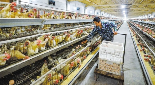 2020鸡粪智能处理啦，你还不知道？